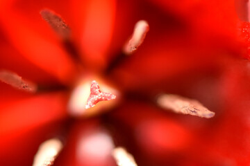 A vibrant macro shot of the inside of a red Tulipa cypria flower. The central pistil and...
