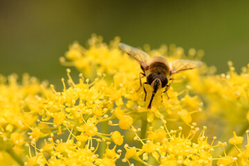 A macro shot of a hoverfly with its proboscis extended, actively collecting nectar from a cluster of vibrant yellow wildflowers. The insect's wings are in motion, suggesting a dynamic scene.