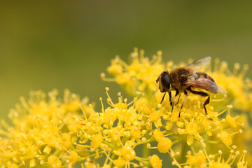 A macro photograph of a bee or hoverfly collecting pollen from a cluster of tiny yellow...