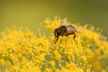A high-angle close-up of a bee with a striped body and transparent wings resting on a mottled rock surface. Intricate details of the insect's body are visible under the sunlight.