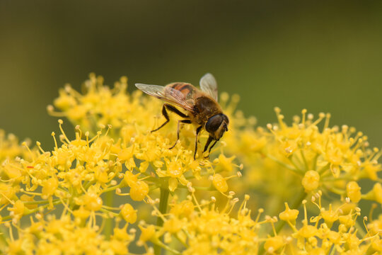 A macro close-up of a hoverfly feeding on the pollen of tiny yellow wildflowers. The insect's proboscis is extended, capturing the moment it forages. The background is a soft green bokeh. - Powered by Adobe