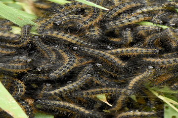 A huge cluster of tiny, hairy caterpillars, covered in spines and brown and yellow stripes, eating together on green grass
