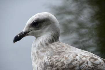 close-up profile shot of a seagull, highlighting the details of its head and speckled feathers. The bird's sharp beak and alert eye are in focus, captured against a soft, blurred background 