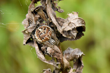 macro close-up of a spider perfectly camouflaged on a cluster of dry, brown leaves. The spider's body has a detailed, earthy pattern that blends seamlessly with the foliage.