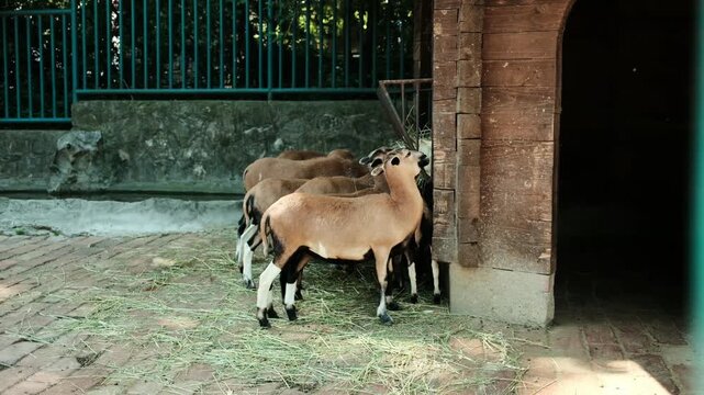 Group of Barbary sheep Ammotragus lervia feeding on hay near a wooden shelter at Belgrade zoo. Sunny day, natural environment, domestic-looking animals in a peaceful scene