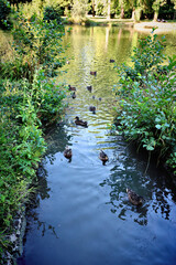 Duck Creek