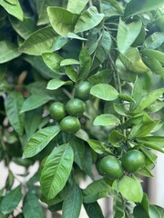 green olives on tree