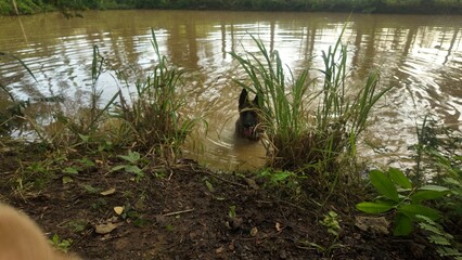 A German Shepherd dog bathing in a muddy pond, surrounded by tall grass and natural scenery in a peaceful countryside setting.