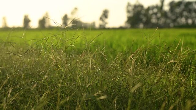 Close-up footage of wild vegetation surrounding a rice field in Sardinia, Italy. The foreground shows detailed grass and weeds, while the green rice field appears blurred in the background. Ideal for 
