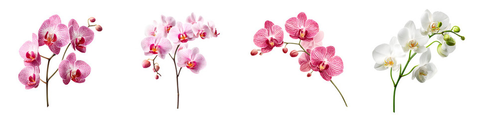 Elegant Orchid Watercolor Collection, Floral Decoration Set