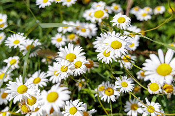 Close-up of wild daisy flowers