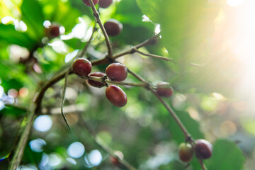 Ripe coffee cherries hang on a tree branch under tropical light. Shot in an Asian coffee farm with natural backlight, showing the raw beauty of organic coffee cultivation.