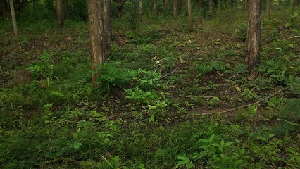 A natural teak forest in Thailand with tall, straight trees and lush green undergrowth. A small...