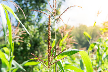 Close-up of corn tassels swaying in the wind with green leaves and a clear blue sky in the background, symbolizing agriculture, growth, and natural farming in rural areas.