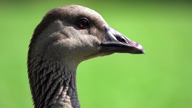 Profile close-up of a grey goose head and neck against vibrant green, showcasing feathers and watchful eye.