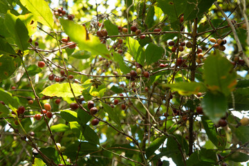 Ripe coffee cherries hang on a tree branch under tropical light. Shot in an Asian coffee farm with natural backlight, showing the raw beauty of organic coffee cultivation.