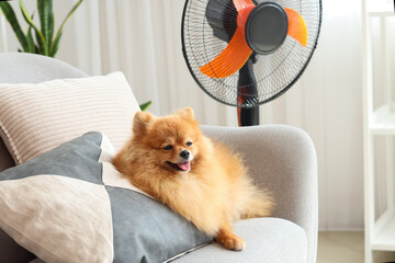 Cute Pomeranian spitz with electric fan lying on armchair in living room