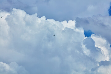 Majestic cumulus clouds fill a vast blue sky as silhouetted birds gracefully soar and fly, creating a serene and expansive natural scene.