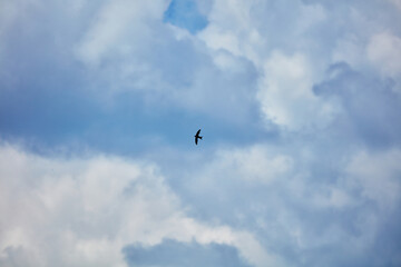Silhouette of a bird flying gracefully through a cloudy blue sky, captured in motion with expansive clouds and open space, symbolizing freedom and the beauty of nature and wildlife.