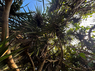 Tropical Plant and Sky: Capturing a perspective that celebrates the lush greenery and the vast...