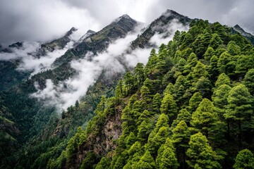 Misty mountain slopes covered in dense evergreen trees