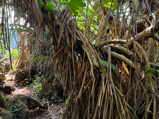 Mysterious canopy: A winding path leads through a lush forest scene with a tangle of unique aerial roots hanging, creating a sense of exploration. 