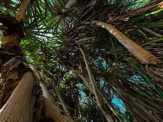 Forest Canopy Perspective: A captivating view of lush forest trees reaching towards the sky. A...