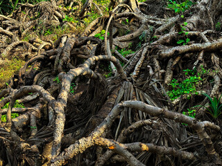 Twisted Roots' Dance: A mesmerizing scene unveils a tangle of intertwined roots, intricately woven together, forming an abstract symphony of nature's raw power.