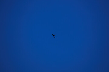 Bird Silhouette Against a Deep Blue Sky