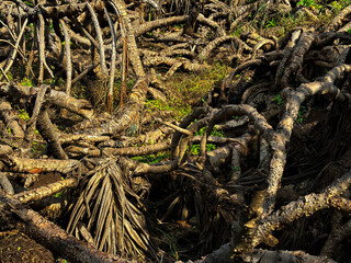 Abstract Root System: A close-up of a complex, interwoven root system forms a striking natural...