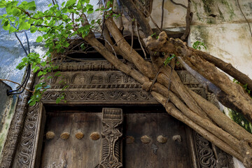 View of weathered, ornate wooden door embraced by vibrant green foliage and thick, intertwining vines against a textured, aged wall, Lamu, Kenya.