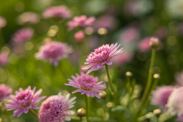 Picturesque fishing village of Camara de Lobos, Madeira, with colorful boats, coastal cliffs, and traditional charm under the Atlantic sun.