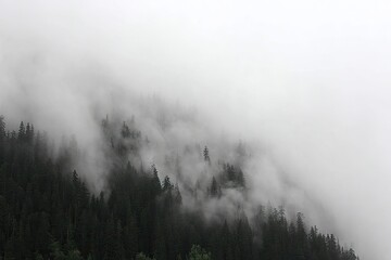 Misty mountain landscape. Dark forest shrouded in dense fog