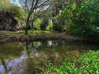 Tranquil Forest Pond: Discover a serene oasis where sunlight dapples through verdant foliage onto...
