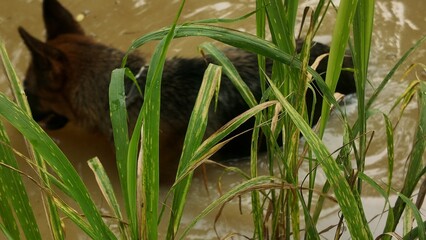 A German Shepherd dog bathing in a muddy pond, surrounded by tall grass and natural scenery in a peaceful countryside setting.