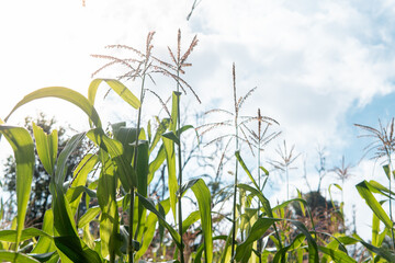 Close-up of corn tassels swaying in the wind with green leaves and a clear blue sky in the background, symbolizing agriculture, growth, and natural farming in rural areas.