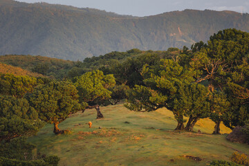 Fanal Forest in Madeira on a clear day, featuring twisted ancient laurel trees, green meadows, and...