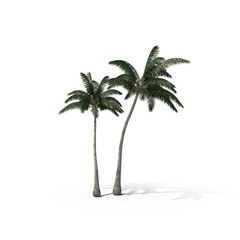 Obraz premium Palm Tree Isolated on Transparent Background