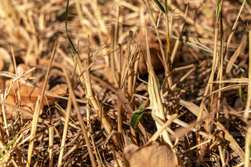 
A nymph of the insect Acrida ungarica before the last molt (pre-imago) of protective brown color (camouflage), which is difficult to notice in the dry yellow grass.
