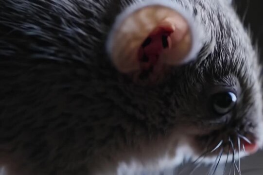 Macro video of mouse fur twitching with each breath, dim natural light
