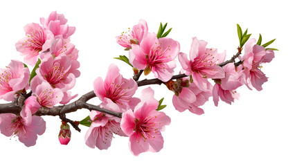Branch of blooming pink cherry blossoms with vibrant petals
