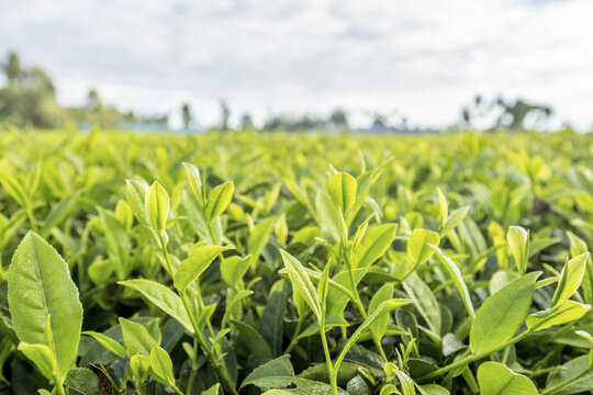 View of vibrant green tea leaves stretch out across a vast field under a bright sky, promising a fresh harvest, Limuru, Kiambu County, Kenya.