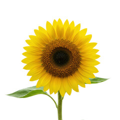 Obraz premium A pristine, perfectly formed sunflower with vibrant yellow petals and a deep brown center, isolated on a transparent background with soft high-key lighting, concept of natural vitality and growth
