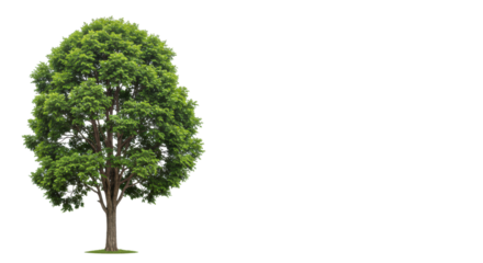 Mature deciduous tree with vibrant green leaves and thick grey trunk, isolated on transparent background with no shadows, ample copy space. Concept of natural strength and sustainability