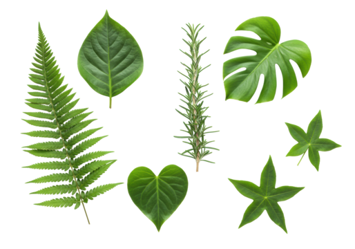 Diverse, pristine green fern, rosemary, monstera, heart, and star leaves meticulously arranged on a transparent background with negative space for text. Concept of nature's purity and organic quality - Powered by Adobe