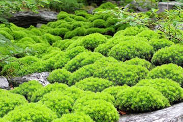 Dense mossy clumps on rocks. Lush green ground cover