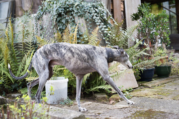 Galgo Espanol läuft durch den Hinterhof