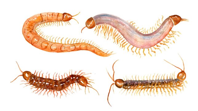 Illustration of realistic natural centipedes. Closeup side view. Watercolor hand painted isolated element on white background.