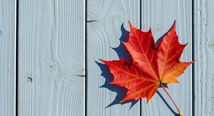Autumn maple leaf red leaves fall season foliage wooden background seasonal beauty