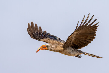 Bradfield's hornbill (Lophoceros bradfieldi) in flight, Khwai river, Okavango delta, Moremi, Botswana, Africa © Tomas Drahos